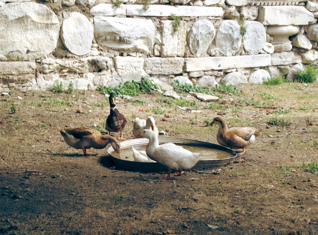 Collaborations and Partnerships